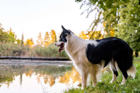 Cute adorable intelligent dog breed border collie in autumn park. Beautiful bokeh in background,...