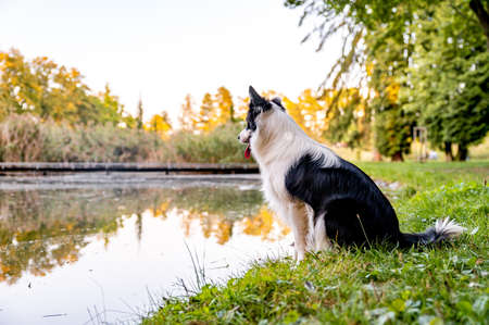 Cute adorable intelligent dog breed border collie in autumn park. Beautiful bokeh in background, colorful.の写真素材