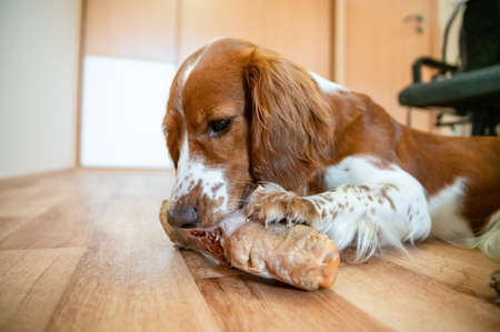 Cute dog welsh springer spaniel eats raw bone barf.の写真素材