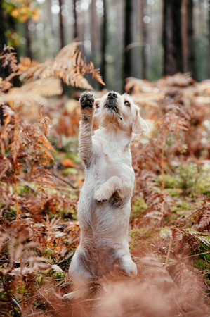 Cute adorable healthy happy dog in autumn woods.