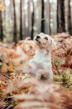 Cute adorable healthy happy dog in autumn woods.の写真素材