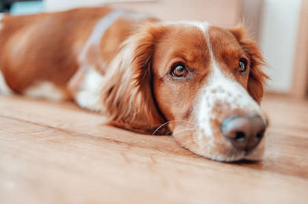 Beautiful cute spotted brown white dog. Welsh springer spaniel pure pedigree breed. Healthy dog resting comfy at home.の写真素材