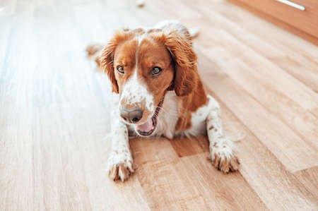 Beautiful cute spotted brown white dog. Welsh springer spaniel pure pedigree breed. Healthy dog resting comfy at home.の写真素材