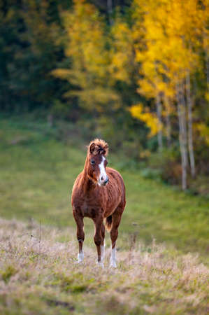 Healthy beautiful chestnut welsh horse pony in autumn season outside on pasture.の写真素材
