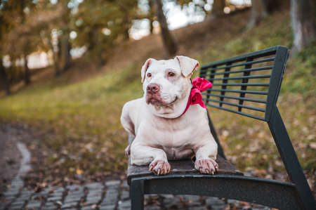 Adorable cute crossed breed mix mutt dog in autumn season in a park. Adult dog with pink bow on a collar.の写真素材