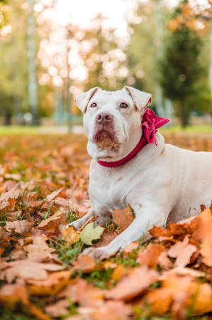 Adorable cute crossed breed mix mutt dog in autumn season in a park. Adult dog with pink bow on a collar.の写真素材