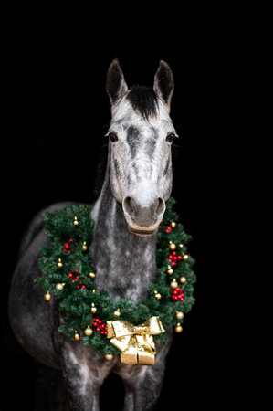 Beautiful chestnut brown horse mare stallion isolated on black background with christmas wreath. Elegant portrait of a beautiful animal.の写真素材