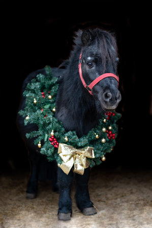 Beautiful chestnut brown horse mare stallion isolated on black background with christmas wreath. Elegant portrait of a beautiful animal.の写真素材