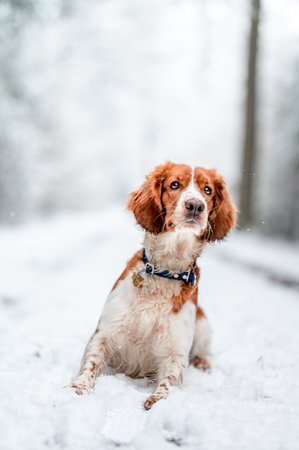 Adorable welsh springer spaniel dog breed in snowy forest in winter.の写真素材