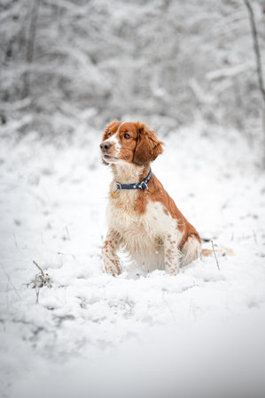 Adorable welsh springer spaniel dog breed in snowy forest in winter.の写真素材