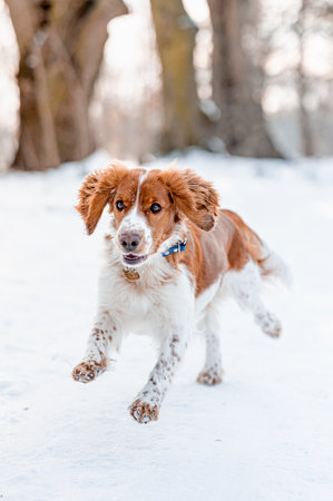 Adorable welsh springer spaniel dog breed in snowy forest in winter.の写真素材
