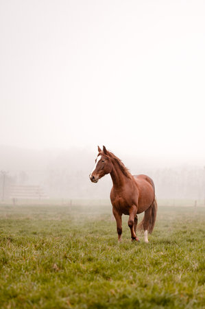 Beautiful amazing chestnut brown mare running on a cloudy foggy meadow. Mystic portrait of an elegant stallion horse.の写真素材