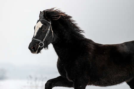 Beautiful stunning animal, horse stallion mare of welsh pony on snowy background. Running horse in...