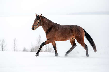 Running brown english thoroughbred on snow. Power, elegance.の写真素材