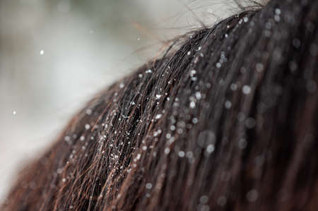 Closeup detail of snowflakes on horses mane. Beautiful photo of an animal horse. Detailed.の写真素材