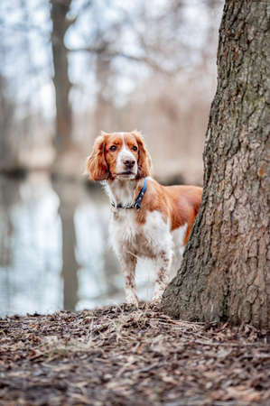 Healthy happy dog in the woods. Purebred welsh springer spaniel pedigreed looking adorable.の写真素材
