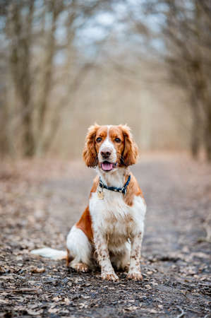 Healthy happy dog in the woods. Purebred welsh springer spaniel pedigreed looking adorable.の写真素材