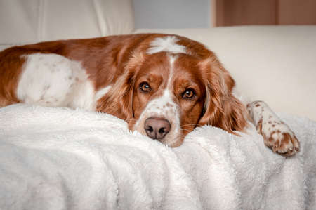 Laying happy dog on a sofa couch at home. Purebred welsh springer spaniel healthy dog.の写真素材