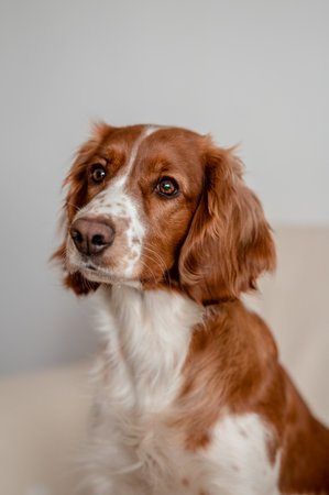 Laying happy dog on a sofa couch at home. Purebred welsh springer spaniel healthy dog.の写真素材