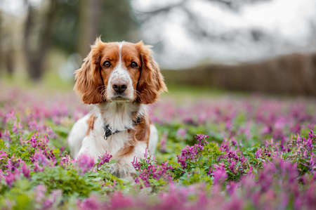Healthy happy dog in flower meadow in spring season.の写真素材