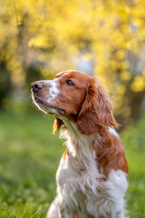 Healthy happy dog in flower forsythia in spring season.の写真素材