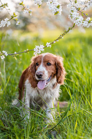 Adorable welsh springer spaniel dog breed in evening under blossoming tree flowers in the spring time.の写真素材