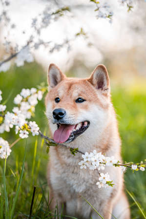 Adorable shiba inu dog breed in evening under blossoming tree flowers in the spring time.の写真素材