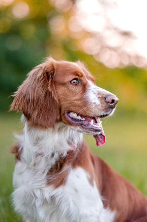 Adorable welsh springer spaniel dog breed in evening on green background.の写真素材
