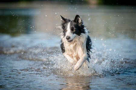 Cute black and white healthy and happy dog breed border collie in summer in water river. Fun running jumping dog in water enjoying summer.の写真素材