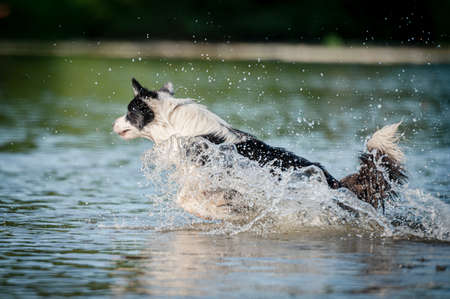 Cute black and white healthy and happy dog breed border collie in summer in water river. Fun running jumping dog in water enjoying summer.の写真素材