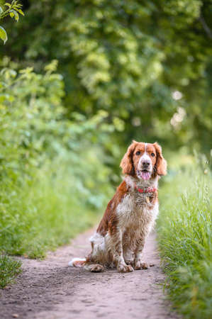 Adorable welsh springer spaniel dog breed in evening on green background.の写真素材