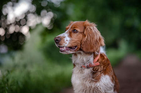 Adorable welsh springer spaniel dog breed in evening on green background.の写真素材