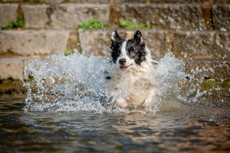 Cute black and white healthy and happy dog breed border collie in summer in water river. Fun running jumping dog in water enjoying summer.の写真素材