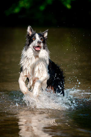 Cute black and white healthy and happy dog breed border collie in summer in water river. Fun running jumping dog in water enjoying summer.の写真素材
