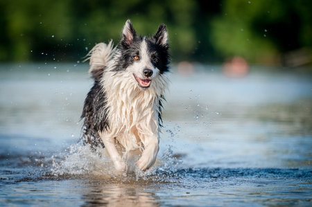 Cute black and white healthy and happy dog breed border collie in summer in water river. Fun running jumping dog in water enjoying summer.の写真素材