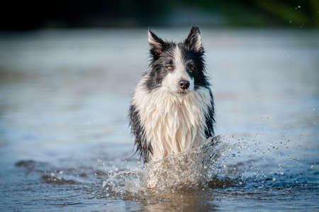 Cute black and white healthy and happy dog breed border collie in summer in water river. Fun running jumping dog in water enjoying summer.の写真素材