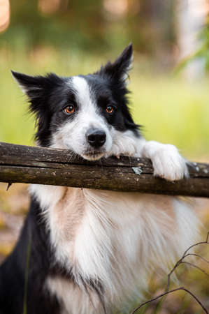 Black and white border collie. Happy dog in a forest with beautiful orange light.の写真素材