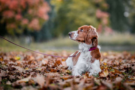 Smart healthy happy dog welsh springer spaniel laying in leaves on an autumn park outside.の写真素材