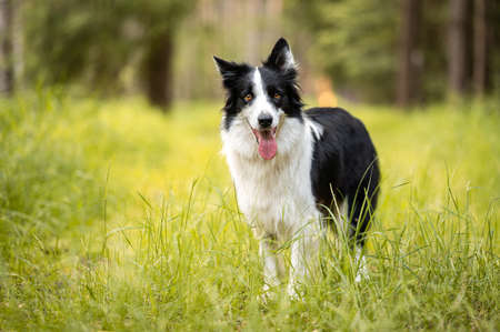 Black and white border collie. Happy dog in a forest with beautiful orange light.の写真素材