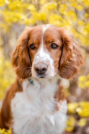 Healthy happy dog in flower forsythia in spring season.の写真素材