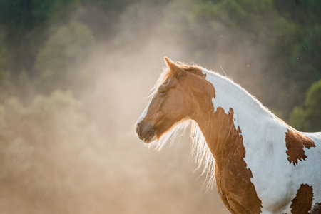 Spotted pinto horse in the evening pasture. Brown and white spots.