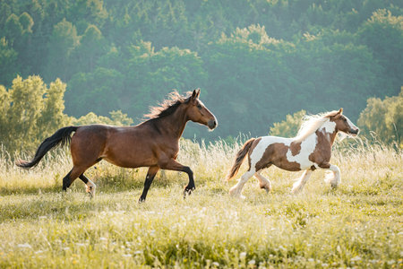 Running group of horses on summer evening pasture paddock.の写真素材