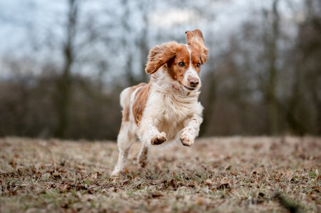 Adorable welsh springer spaniel dog breed running. Cute healthy happy dog.の写真素材