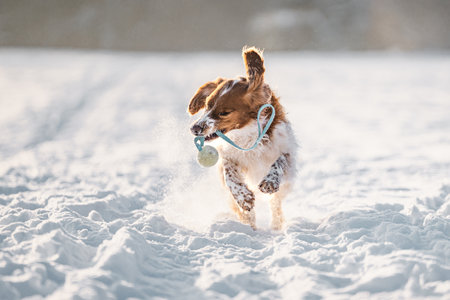Happy healthy active dog purebred welsh springer spaniel playing, running and jumping in a snow field.の写真素材