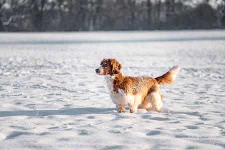 Happy healthy active dog purebred welsh springer spaniel playing, running and jumping in a snow...