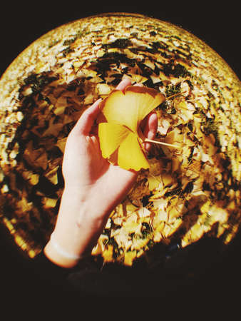 Hand holding leaf of Ginkgo bilobaの写真素材