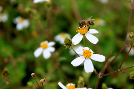 Bee on the flowerの写真素材