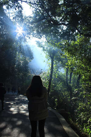 Light and Shadow in the woodsの写真素材
