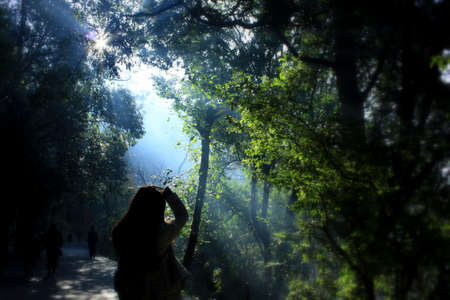 Light and Shadow in the woodsの写真素材