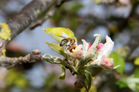 The honey bee gathers nectar from the flower of the Apple tree. Honey Bee collecting pollen.
